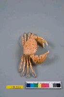 紅斑斗蟹藏品圖，第5張
